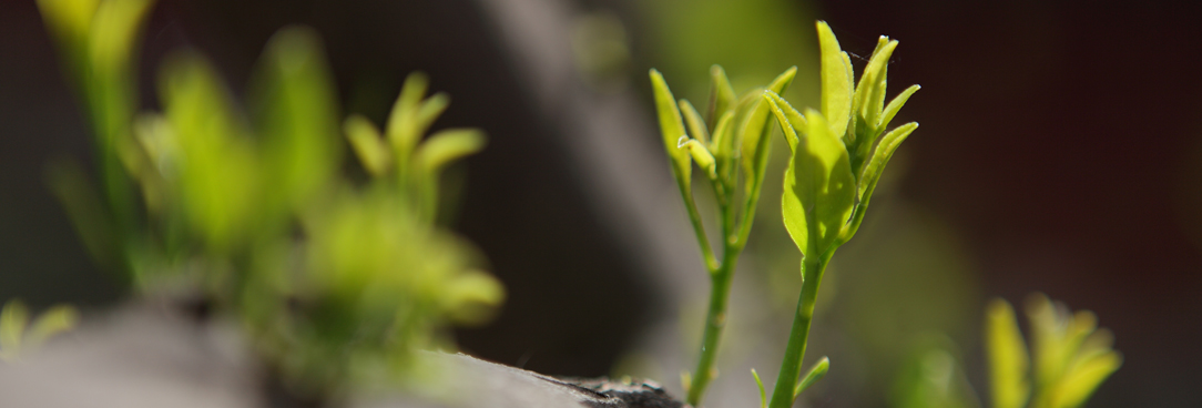 green growth