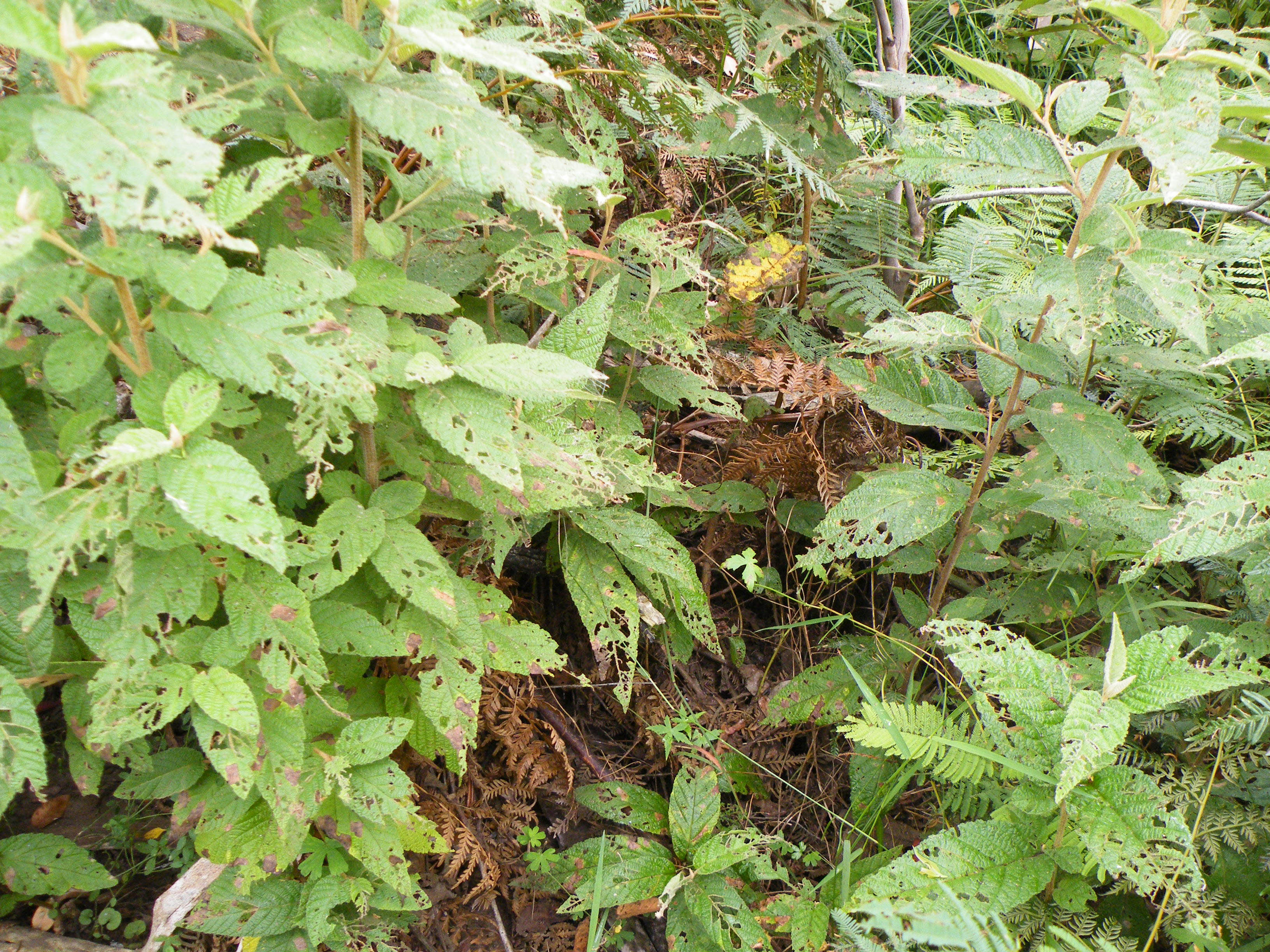 green leaves and you can see some of the burned leaves underneath being out grown