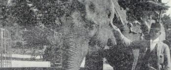 A photo from the Official Guide to the Zoo, VPRS 8850: Records of the Royal Melbourne Zoological Gardens and Related Organisations people riding on an elephant