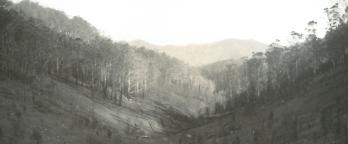 black and white photo of burned forest