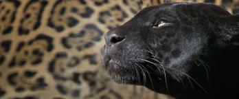 istock photo of the face of a black panther with a leopard print background