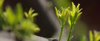 green growth