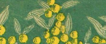 artwork of wattle from the book cover