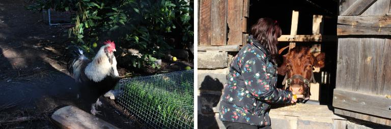 Collingwood Children's Farm