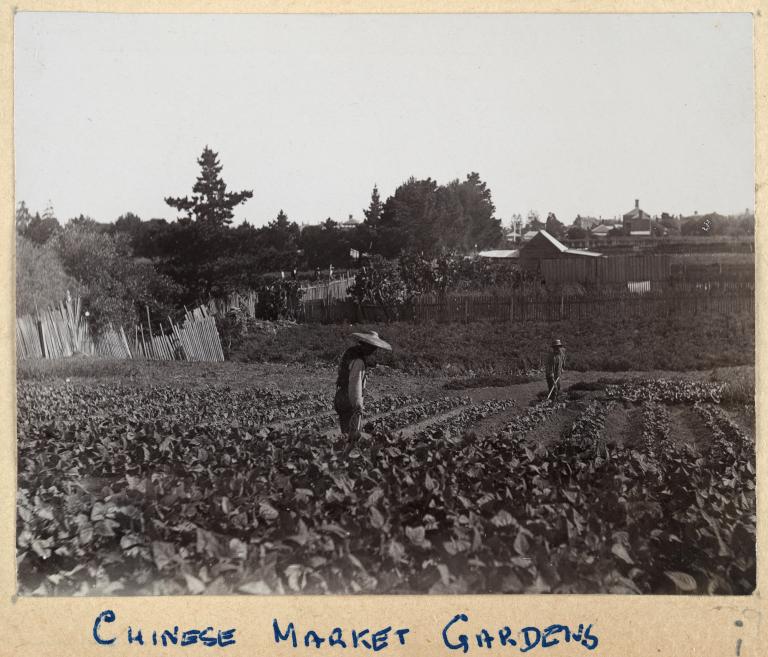 Chinese Market Gardens circa 1901