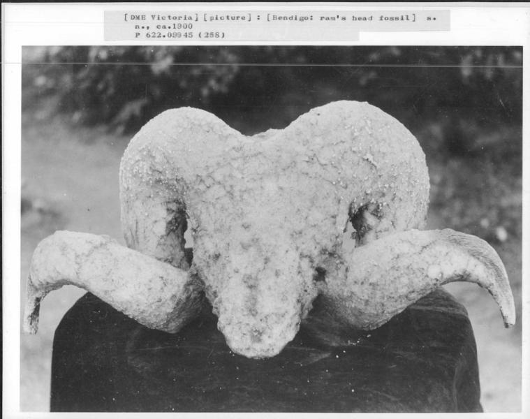 a rams head