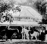horses